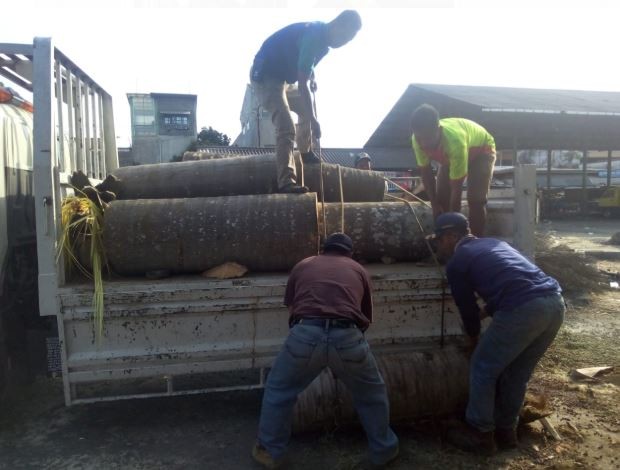 Pembersihan Pohon Palem Di Terminal Kongsi