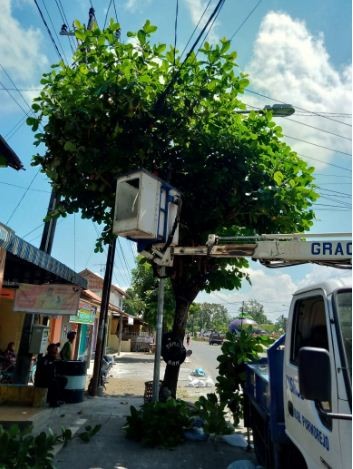 Antisipasi kabel Putus, Dishub Purworejo Melakukan Pemangkasan Dahan Pohon