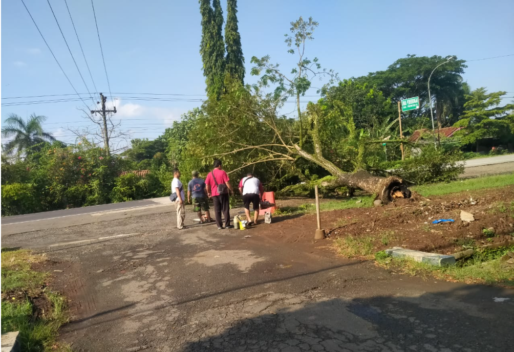 Angin Kencang Mengakibatkan Pohon Trembesi Depan Kantor Tumbang