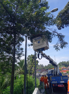 Rabas Rabas Pohon yang Lebat di Selatan Jembatan Salatiang