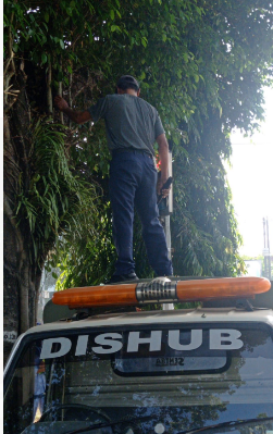 Rabas Rabas Ranting Pohon yang Menutupi Rambu Traffic Light