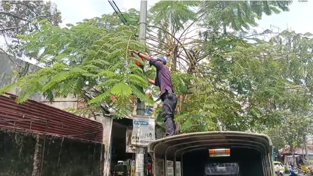 Rabas Rabas Ranting Pohon yang Menutupi Rambu Traffic Light Simpang 4 Brengkelan